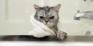 cat-scratch.jpg