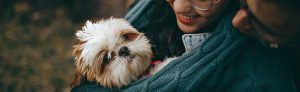 Finding a lost pet