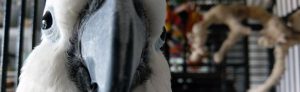 Umbrella Cockatoo