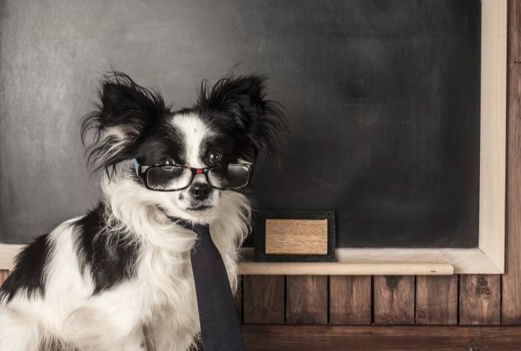 dog with glasses standing in front of chalk board Dog Teaches boy valuable lesson about loss