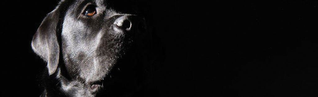 black lab