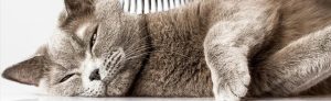 rules for cats