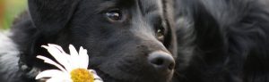 Keep your dog healthy