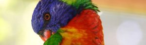 Parrot behavior