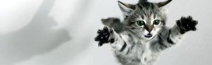 cats nine lives