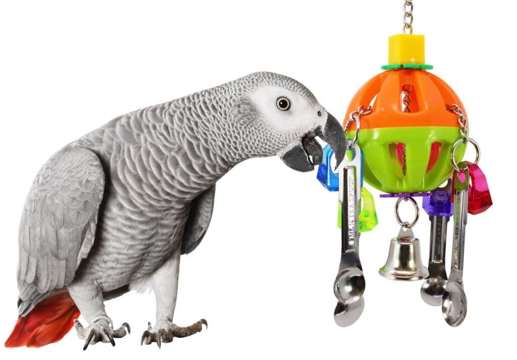 Amazon Grey Playing with bird toy