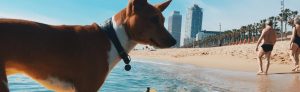 Hot weather dog care