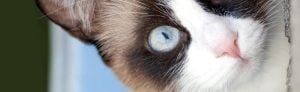 Cat Nose