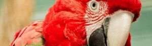 Macaw