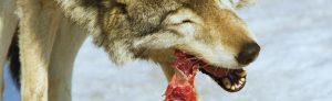 a-better-cure-for-cancer-in-pets-could-be-through-diet