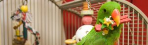 Household perils to your parrot