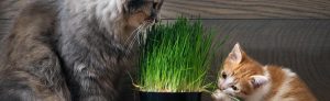 Cat grass