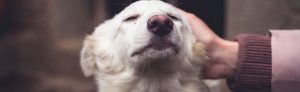 Choosing a shelter dog