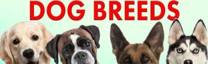 Dog breeds
