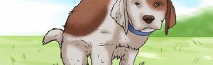 Dog potty training