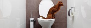 Find cat pee smell