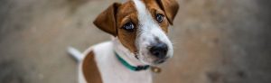How to Introduce Dogs to Each Other