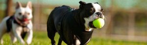 Chemicals in dogs