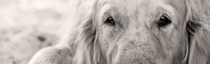 Old Dog New Tricks