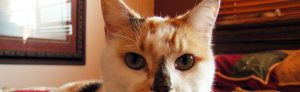 pet-probiotic
