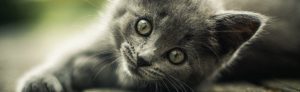 Grey cat looking