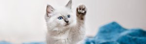 Boredom Busters for cats NI