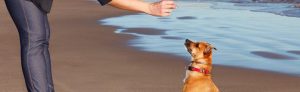 Using Treats for Training
