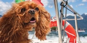 Dog on Boat