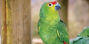 Bird Nutrition, Getting It Right, FI