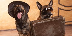 Need dog boarding