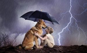 Protecting Your Pets In A Hurricane Florida