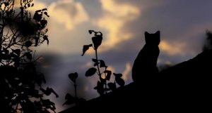 Pet Loss it's never easy