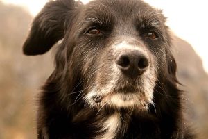 Old wise dog I am your dog