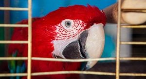 stolen birds