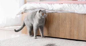 cat litter boxes