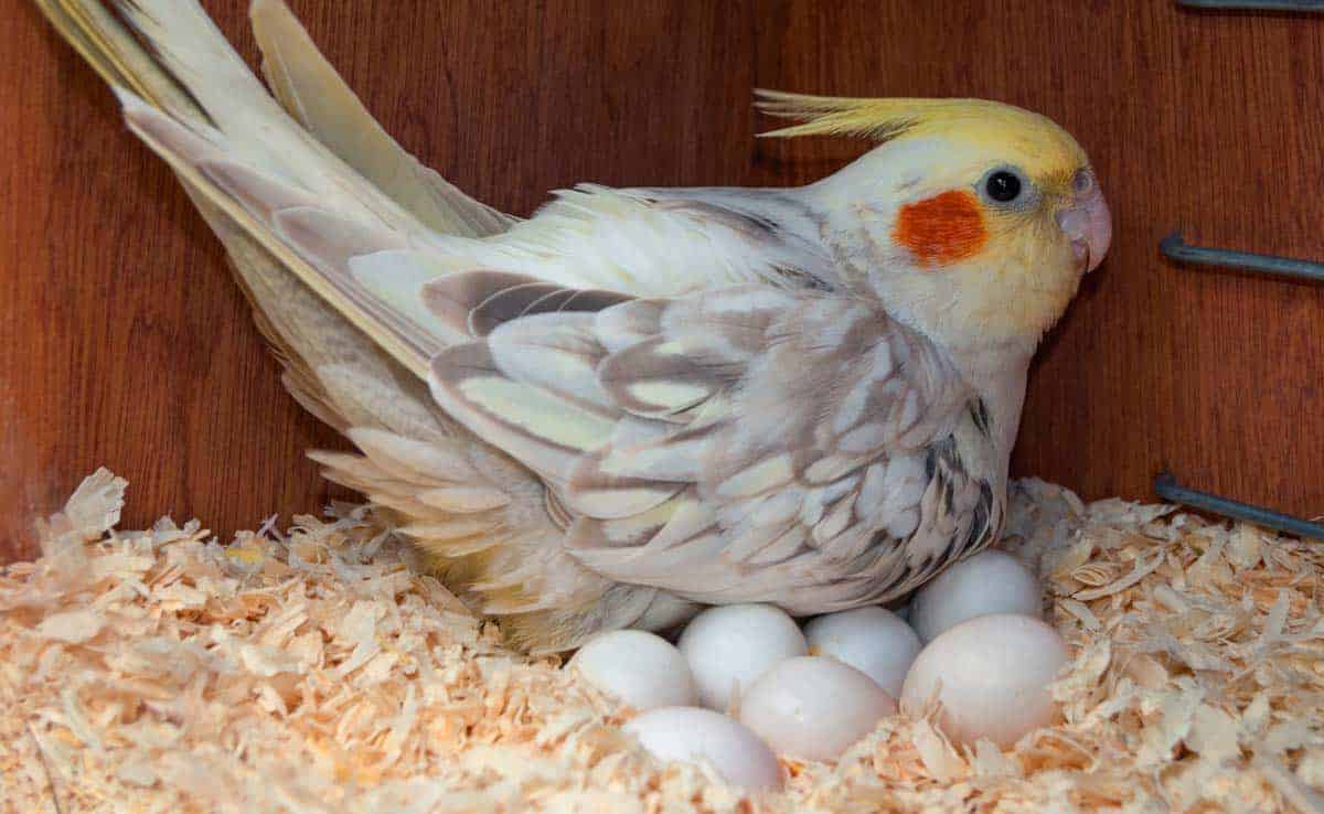 Budgie bird eggs best sale