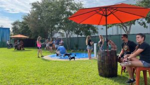Dogs playing in a sunny yard barkyard n brews