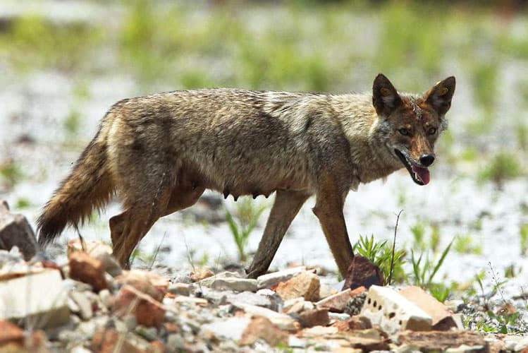 Coyote danger in Florida