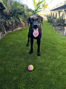 dog-with-dog-at-feet-on-k9grass-foreverlawn-gold-coast