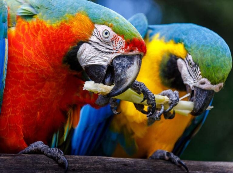 Balanced diet for pet birds-macaws standing together eating celery