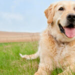 golden lab laying on belly in grass