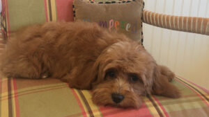 Pet Pourrie of Boca Raton, Inc. Palm Beach County, Boca Raton, FL. Dog Grooming.