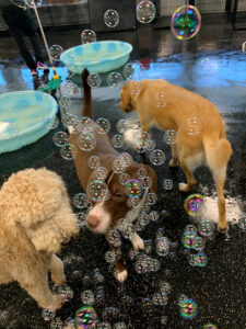 Dogtopia of Fort Lauderdale - NE. Broward County, Fort Lauderdale, FL. Dog boarding in Fort Lauderdale.