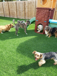 Dogtopia of Boca Raton, Palm Beach County, Boca Raton, FL. Dogs playing on green turf on play gym.