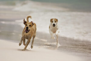 Compassionate Care Animal Clinic, Palm Beach County, Boca Raton, FL. Animal Hospital.