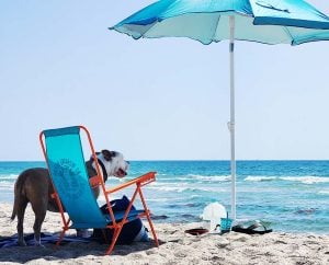 Best 4 Dog-Friendly Beaches from Jupiter to Miami Dog on Jupiter Beach