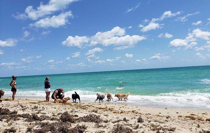 Haulover Dog Beach Dogs running on beach