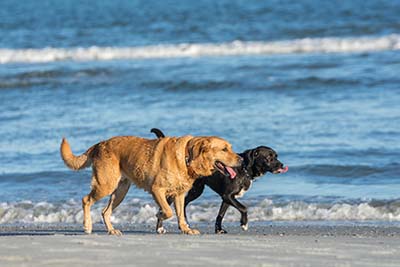 Jupiter Dog Beach 2 dogs walking on beach