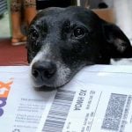Trixie-Dog-Holding-Fed-Ex-Mail