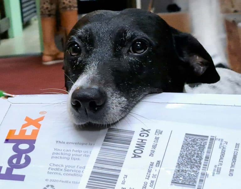 Trixie-Dog-Holding-Fed-Ex-Mail